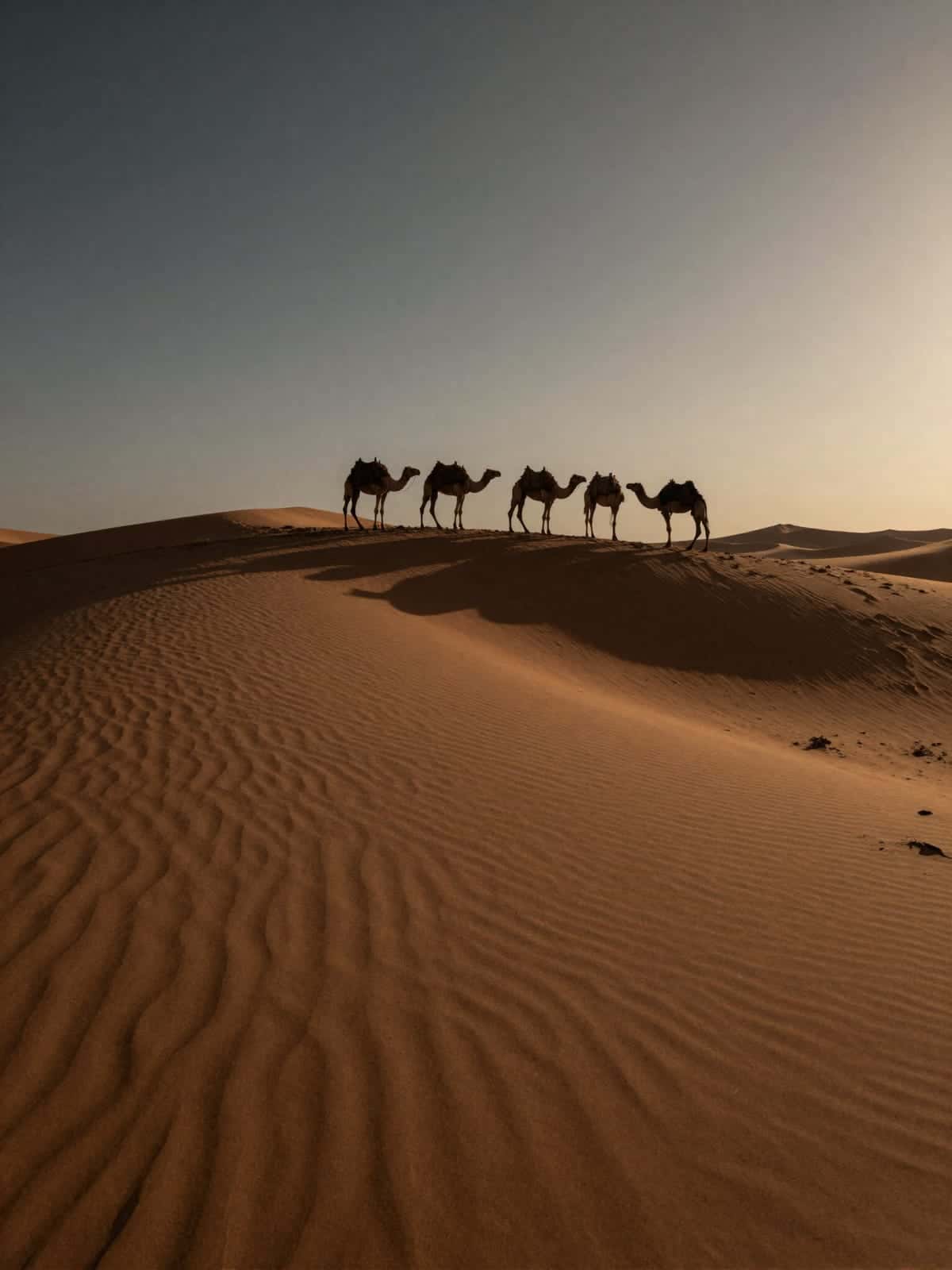 Una carovana di cammelli attraversa le grandi dune arancioni di Erg Chebbi